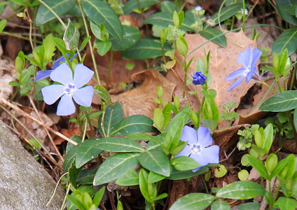 [One flower is a tightly closed dark blue clump, but the other three are fully opened. They each have five rectangular-shaped petals forming a pinwheel of sorts around the white concave center. The leaves are thin, relatively long, and dark green.]